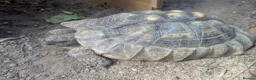 Tortoise reptiles for sale: Family of 3 Marginated Tortoises  - Advert 1