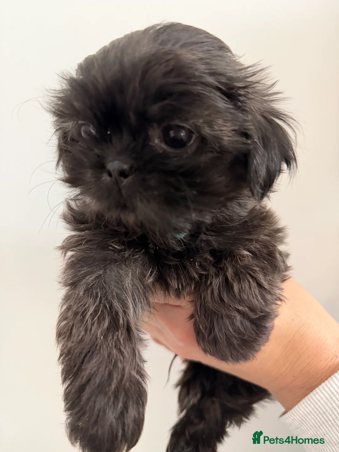 Shih Tzu dogs for sale: 6x Pedigree Imperial Shih Tzu Boys Ready To Leave - Advert 2
