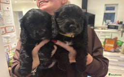 Cocker Spaniel dogs for sale:  4 Beautiful Cocker Spaniel Girls 🐶 - Image 17