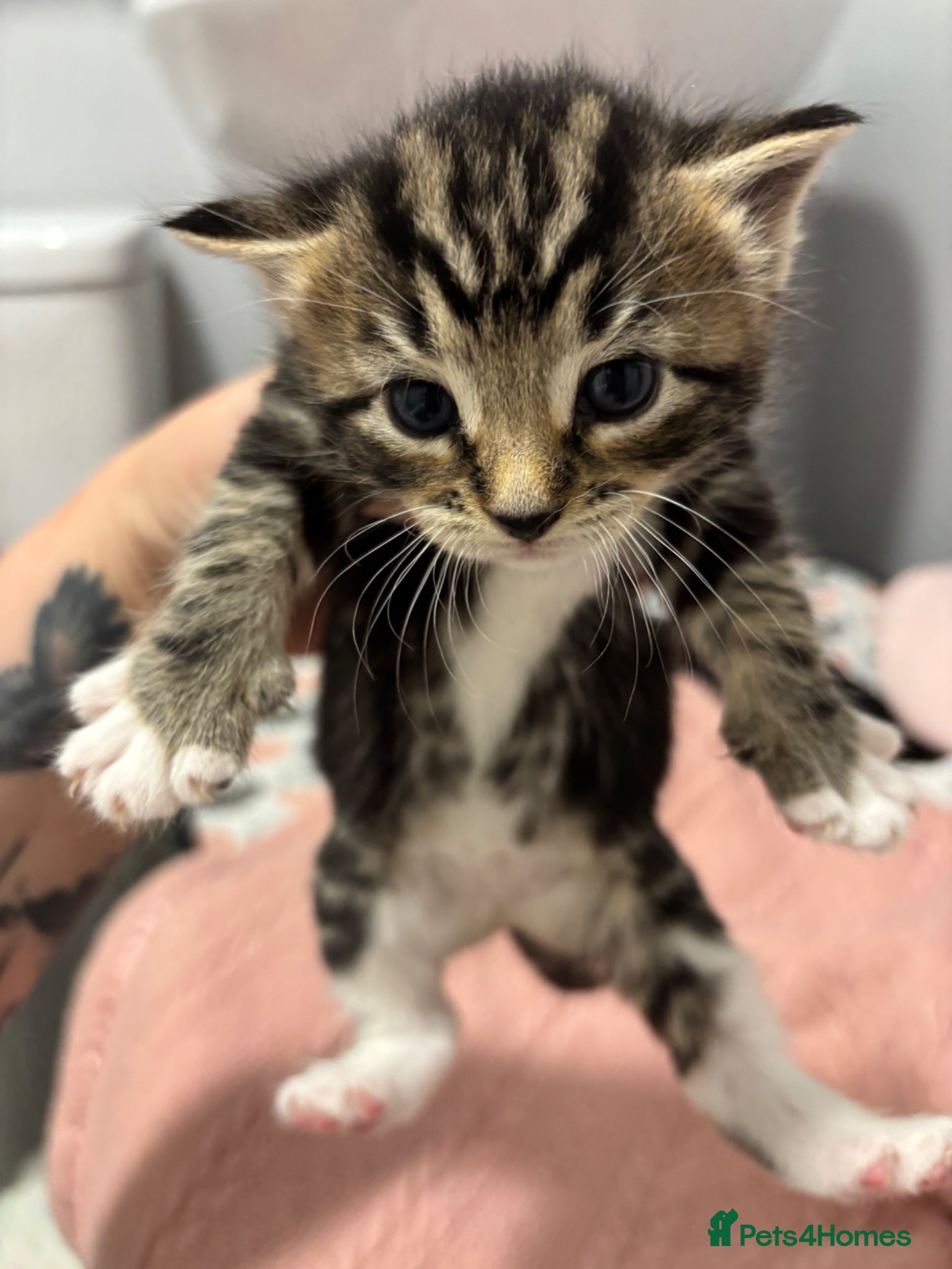 Domestic Shorthair cats 3 beautiful female kittens aged 5 weeks - Advert 2