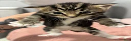 Domestic Shorthair cats for sale: 3 beautiful female kittens aged 5 weeks - Advert 7