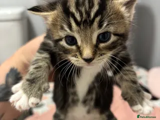 Domestic Shorthair cats 3 beautiful female kittens aged 5 weeks - Advert 2