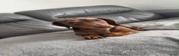 Miniature Dachshund dogs for stud: Chocolate and Cream Dapple Minature Dashund  - Advert 2