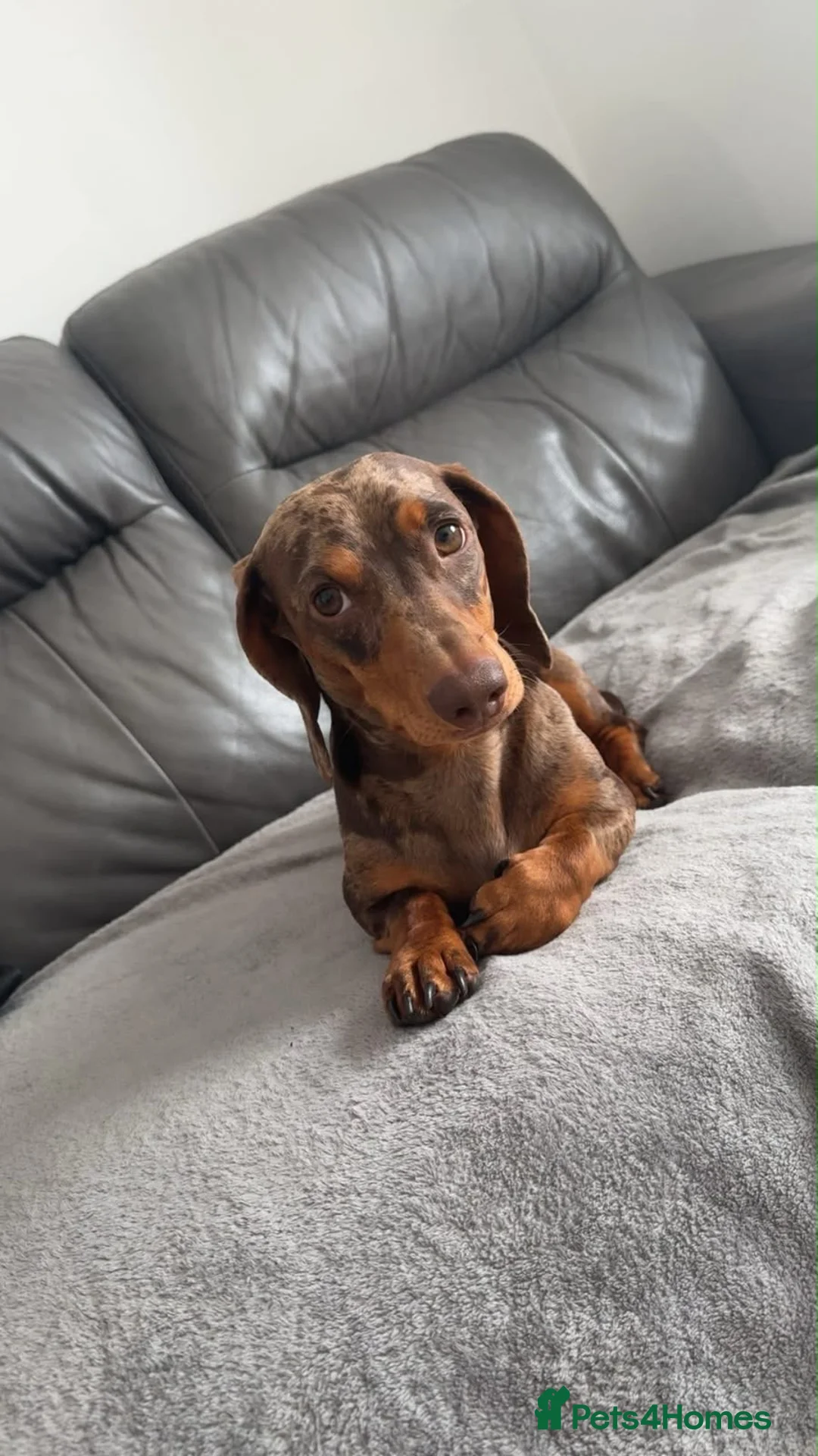 Miniature Dachshund dogs for stud: Chocolate and Cream Dapple Minature Dashund  - Advert 2
