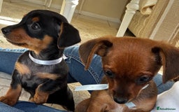 Miniature Dachshund dogs for sale: Miniature dachshunds - Image 2