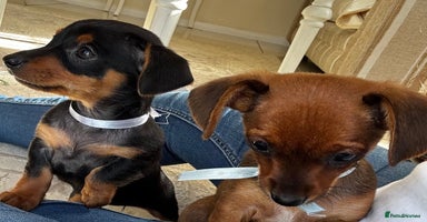 Miniature Dachshund dogs - Advert 13