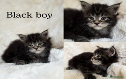 Maine Coon cats for sale: KING-SIZE MAINE COON CUBS HEALTH TESTED - Image 4