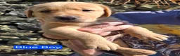 Goldador dogs for sale: Beautiful Goldador Puppies for Sale - Advert 9