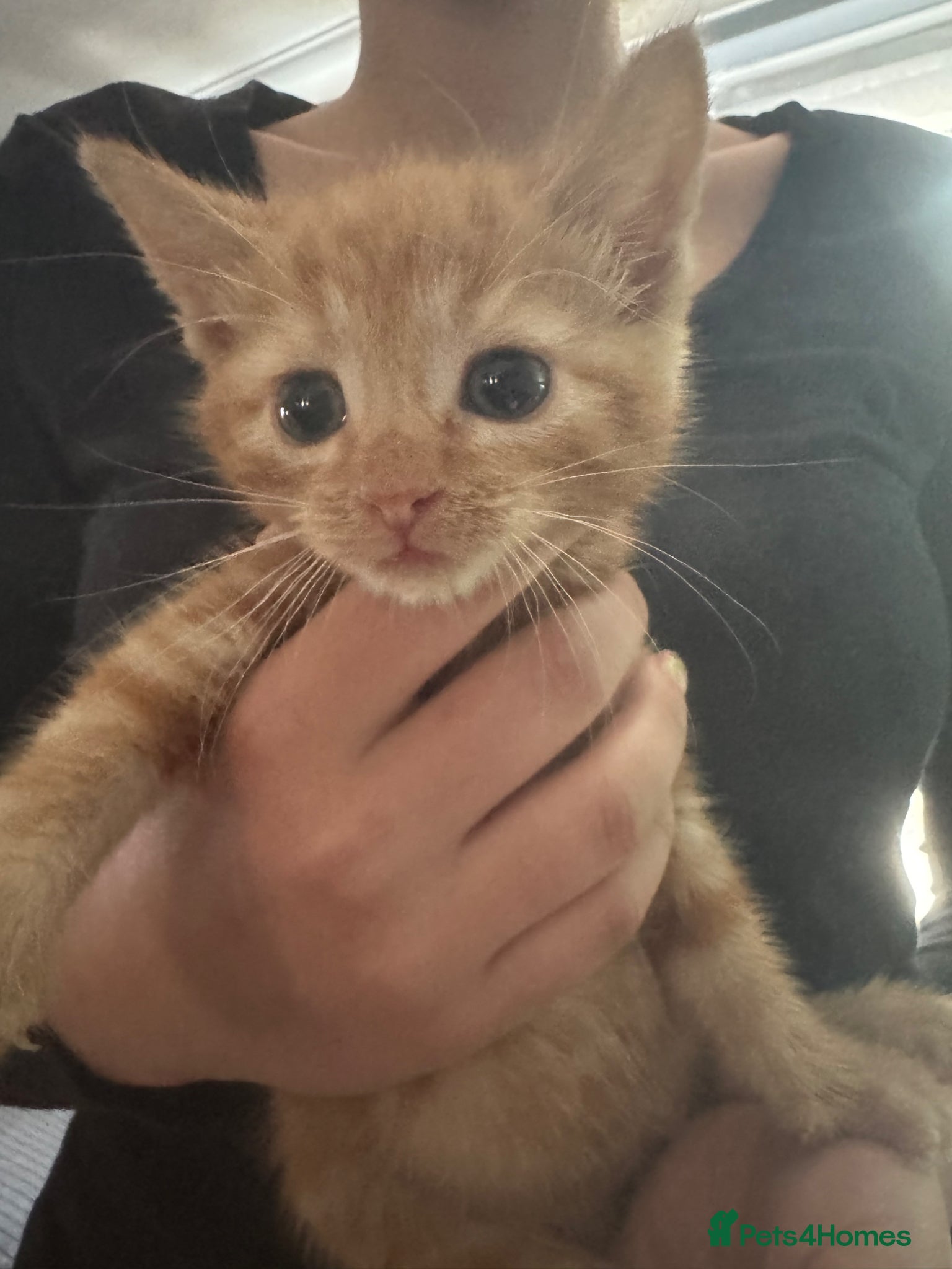 Domestic Shorthair cats for sale: Beautiful kittens - Advert 11