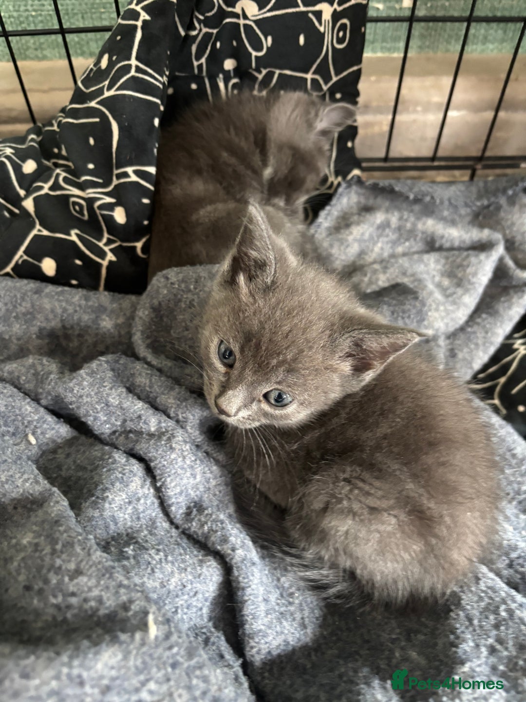 Mixed Breed cats for sale: Adorable kitten - Image 10