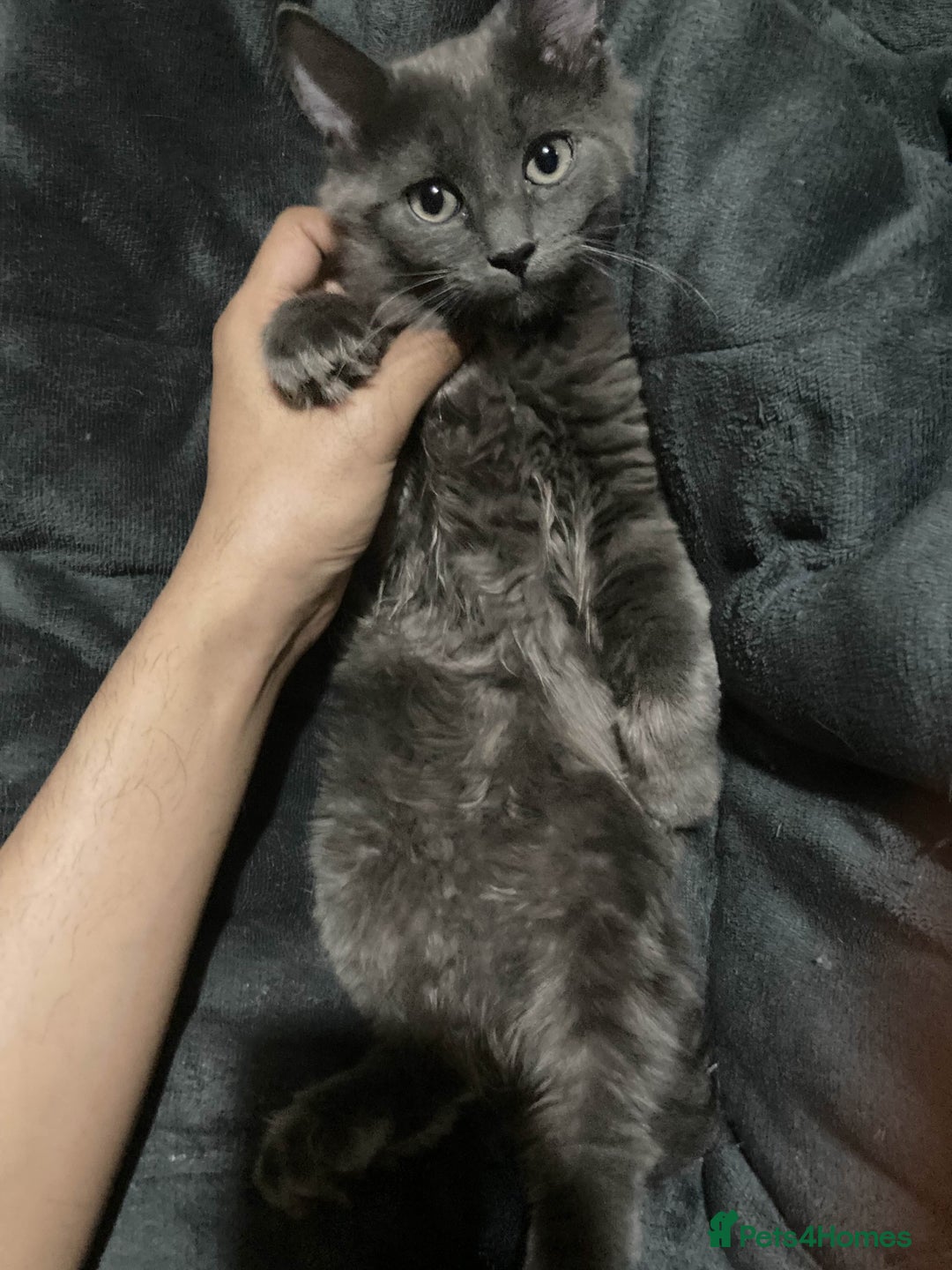 British Longhair cats for sale: british long hair  - Image 2