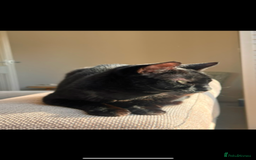 Domestic Shorthair cats for sale: Two Loving Sister Cats Need a New Home  - Image 2
