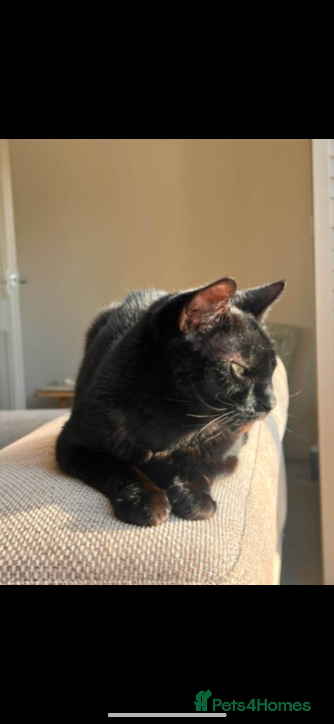 Domestic Shorthair cats for sale: Two Loving Sister Cats Need a New Home  - Image 2