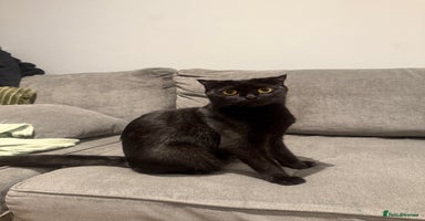Scottish Fold cats - Advert 1