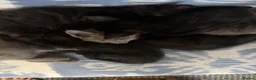 Mixed Breed cats for sale: Mixed litter, beautiful grey and black mixed breed in Romsey - Advert 4
