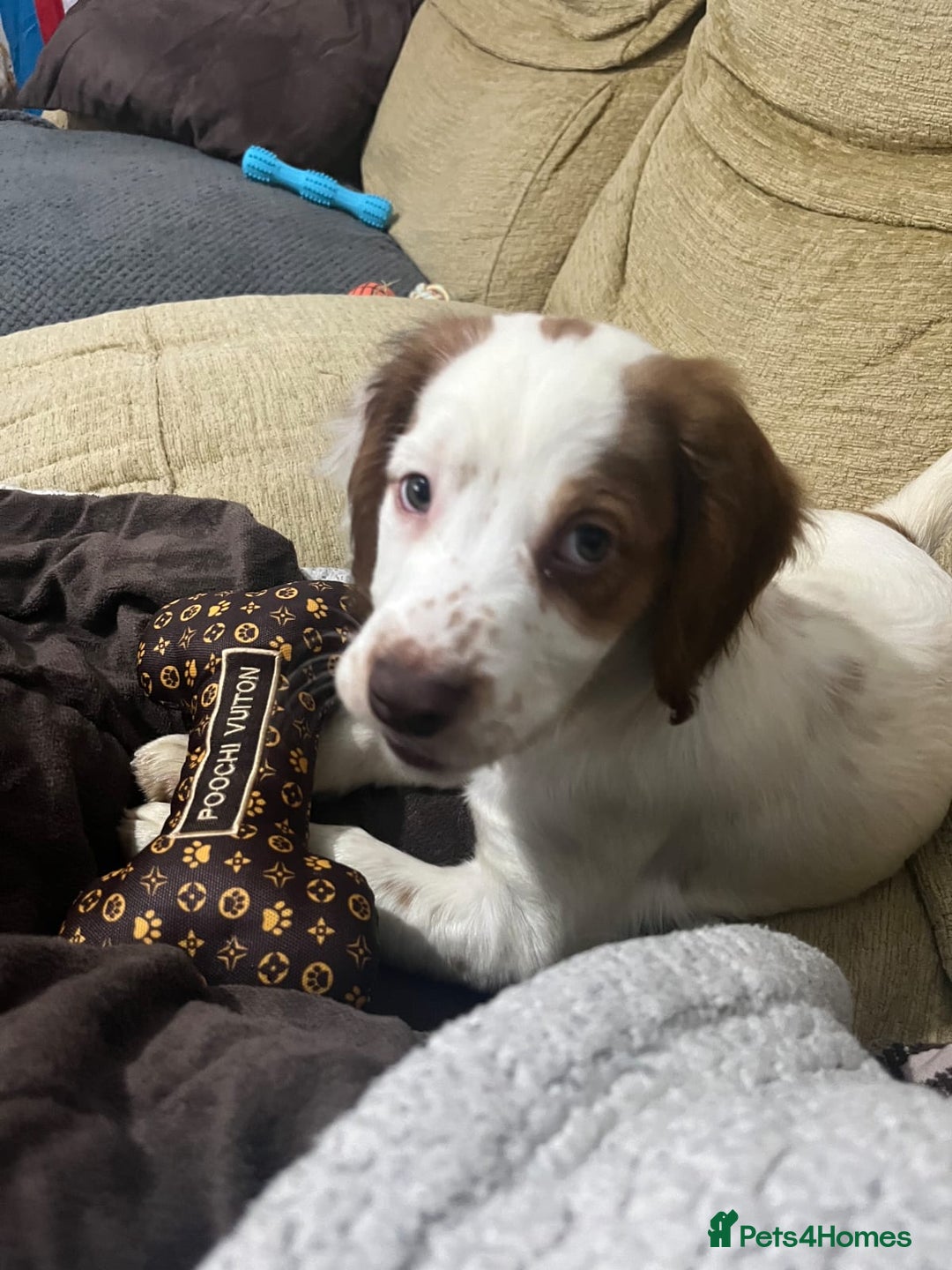 Cocker Spaniel dogs for sale: Hero the spaniel  - Image 6