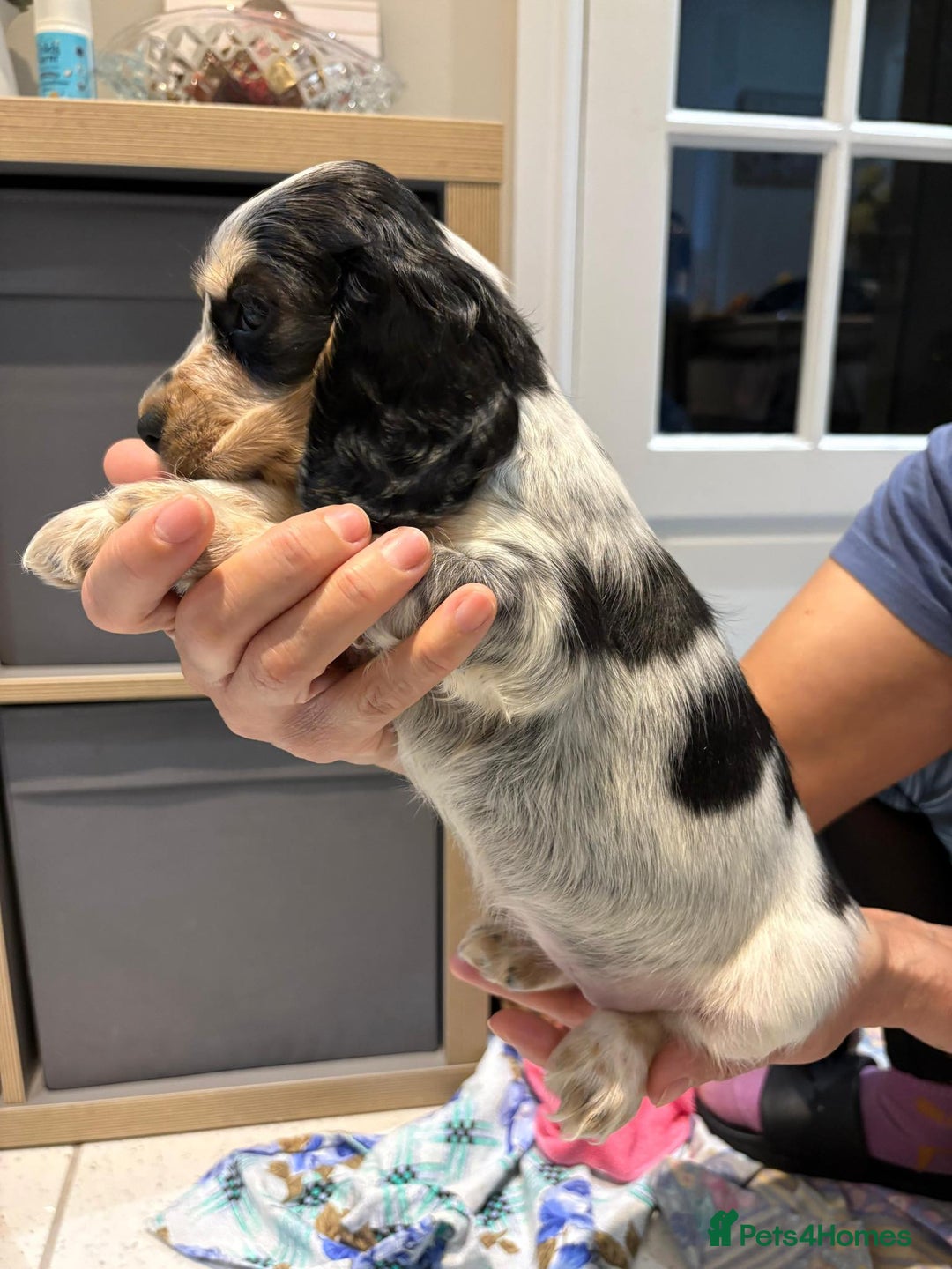 Cocker Spaniel dogs for sale: Pure show type KC reg DNA health test  - Advert 5