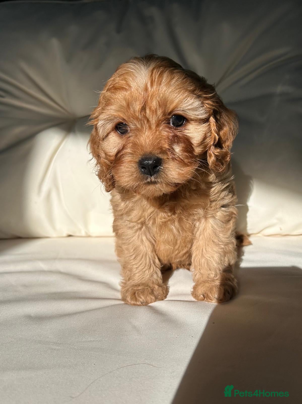 Cavapoo dogs F1 Cavapoos - Advert 1