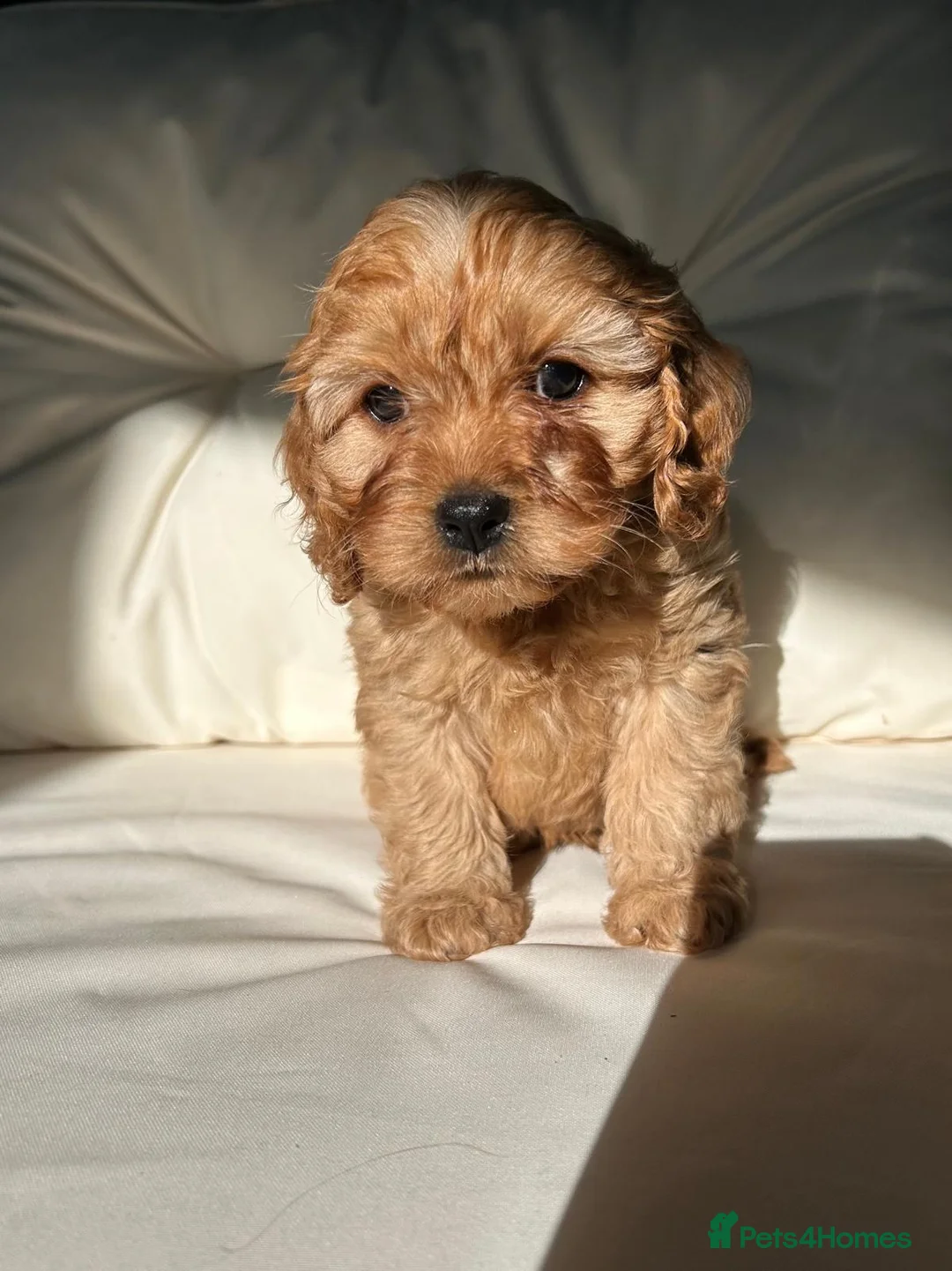 Cavapoo dogs for sale: F1 Cavapoos - Advert 1