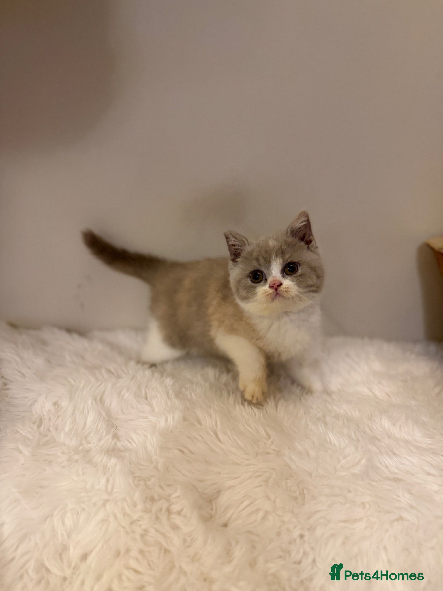 British Shorthair cats FULL PEDIGREE REGISTERED BSH - Advert 2