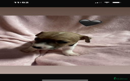 Jack Russell dogs for sale: 5 beautiful jack russel pups  - Image 7