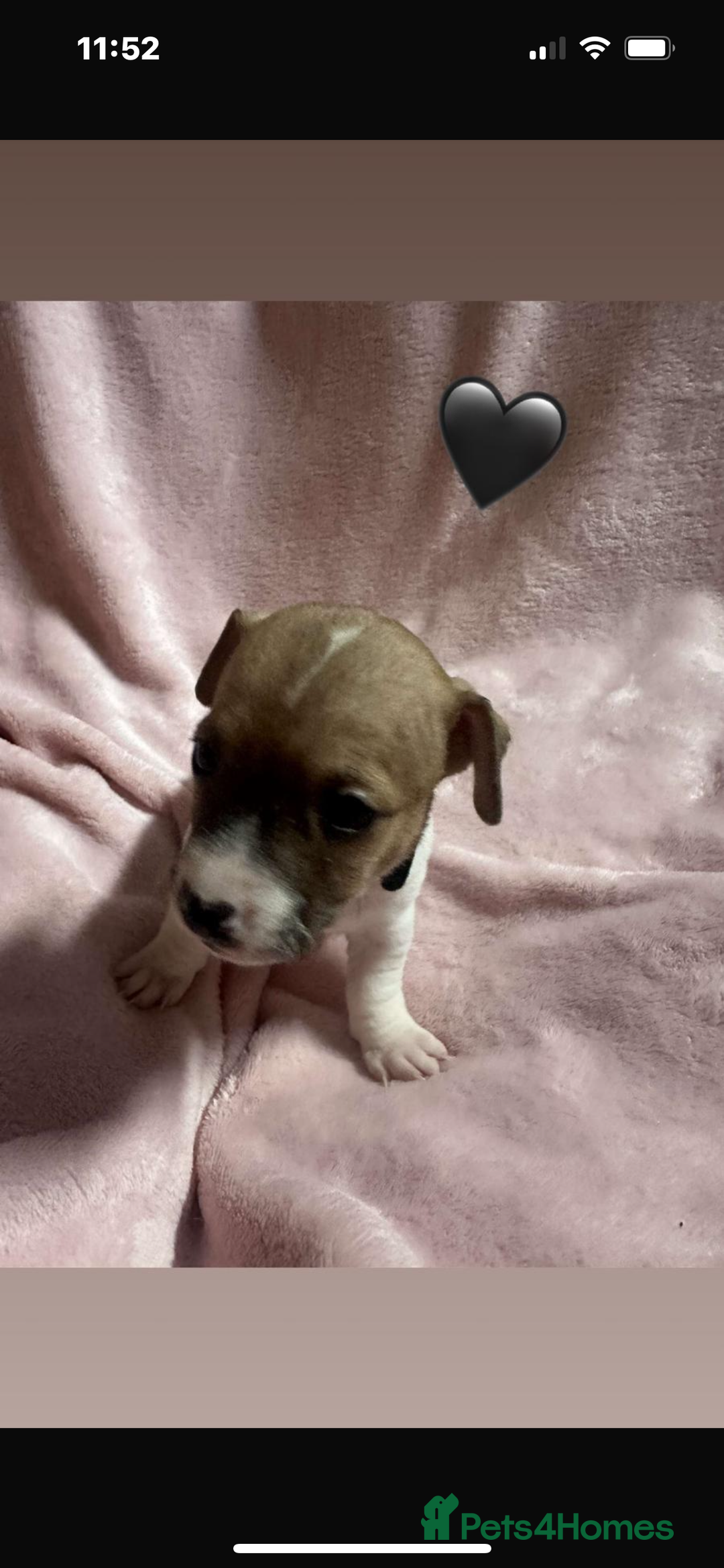 Jack Russell dogs for sale: 5 beautiful jack russel pups  - Image 7
