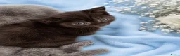British Shorthair cats for sale: 💙🤍🤎 BSH Kittens – Chocolate, Blue & White  - Advert 9