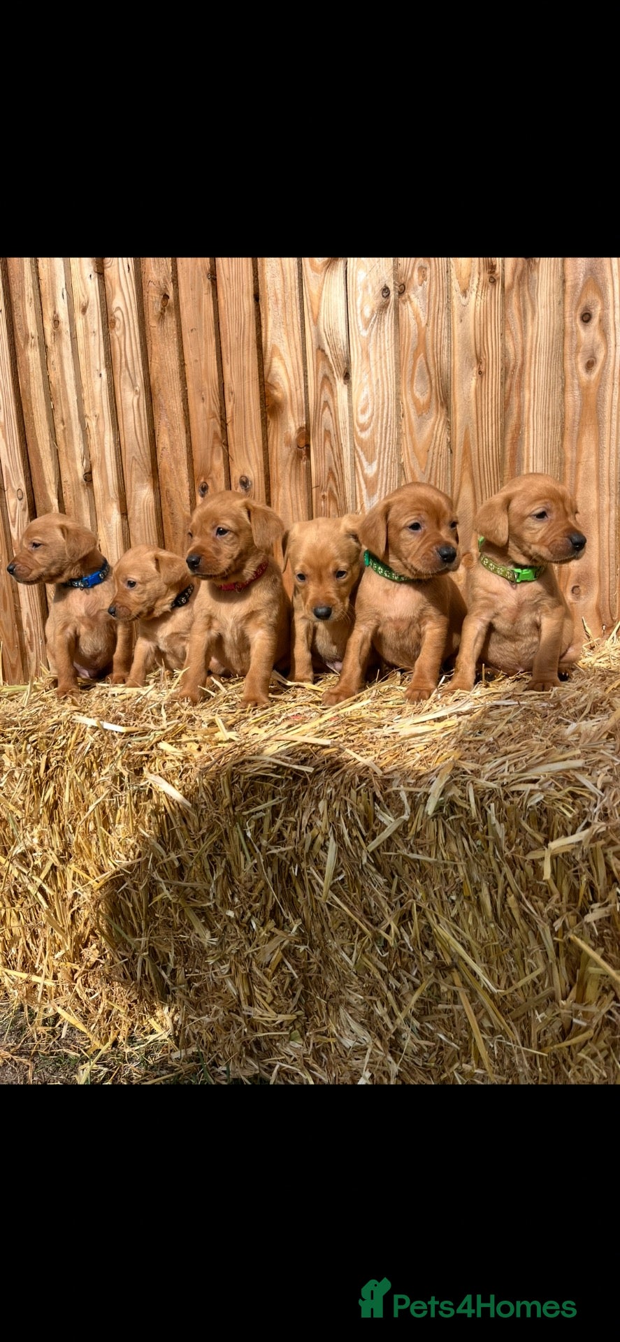 Labrador Retriever dogs Labrador retriever puppies - Advert 2