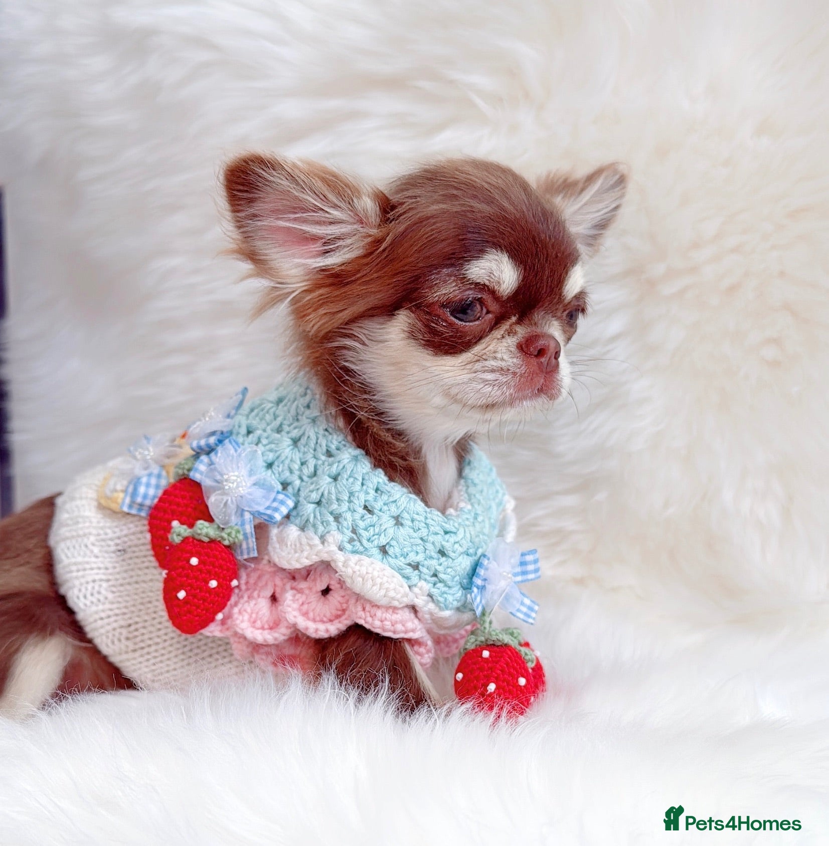 Chihuahua dogs Beautiful lilac girl - Advert 14