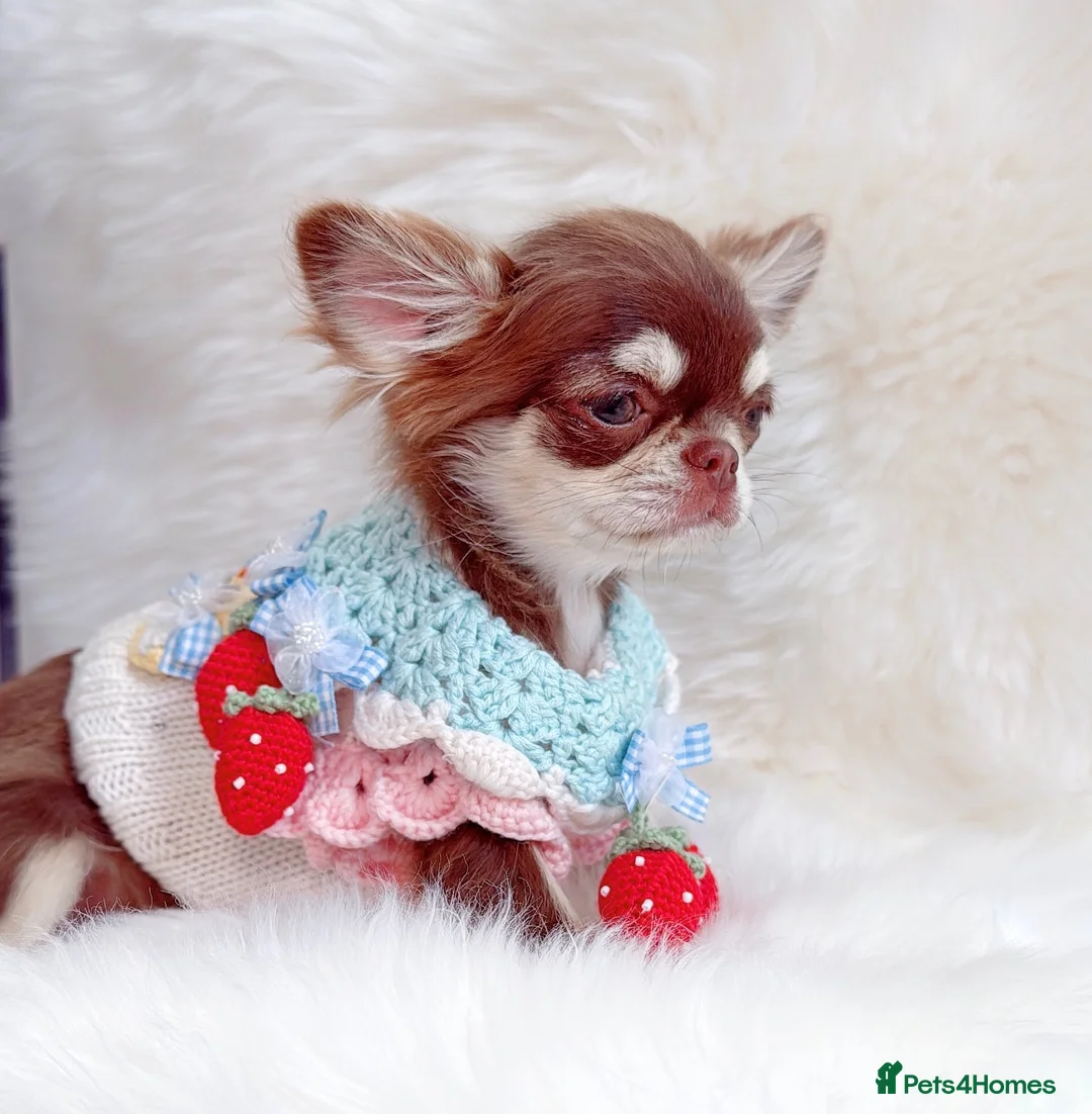 Chihuahua dogs for sale: Beautiful lilac girl - Advert 2