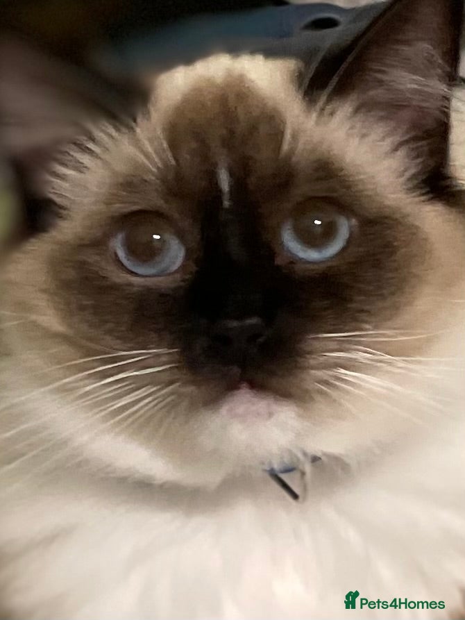 Ragdoll cats GCCF registered Ragdolls - Advert 2