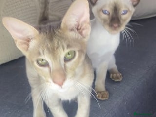 Oriental cats Oriental kittens - Advert 14