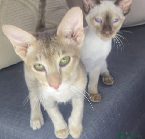 Oriental cats Oriental kittens - Advert 1