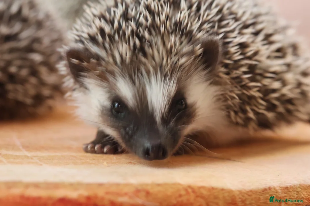 Pygmy Hedgehog rodents for sale: Three beautiful boys for sale - Advert 1