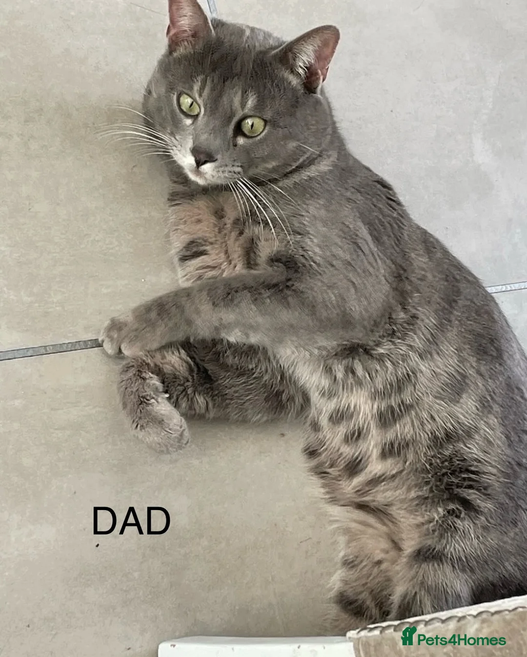 Bengal cats for sale: 💙Beautiful Blue Bengal Kittens - TICA Reg 💙 - Advert 26