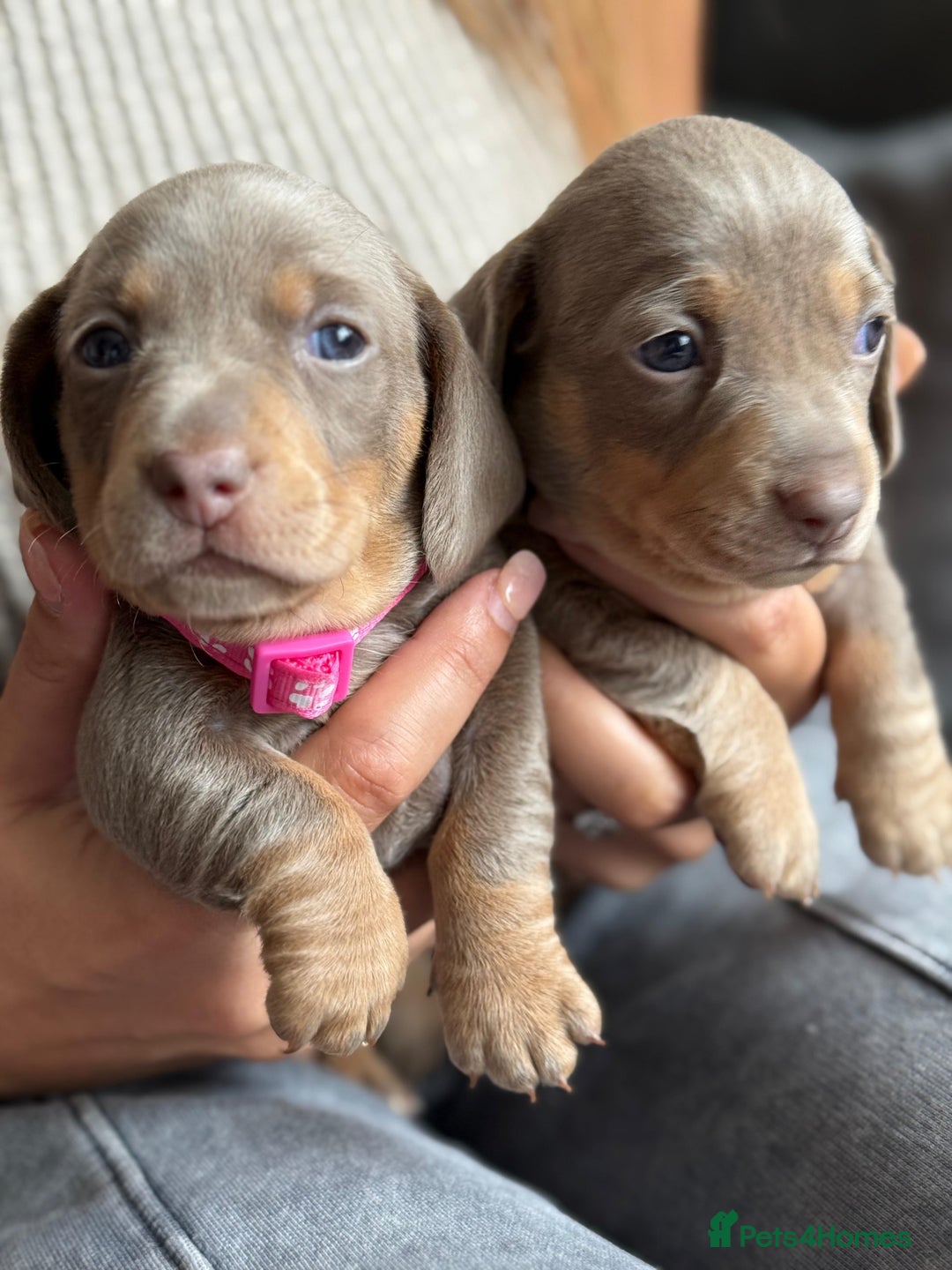 Miniature Dachshund dogs for sale: Kennel club registered dachshund puppys PRA clear  - Image 22