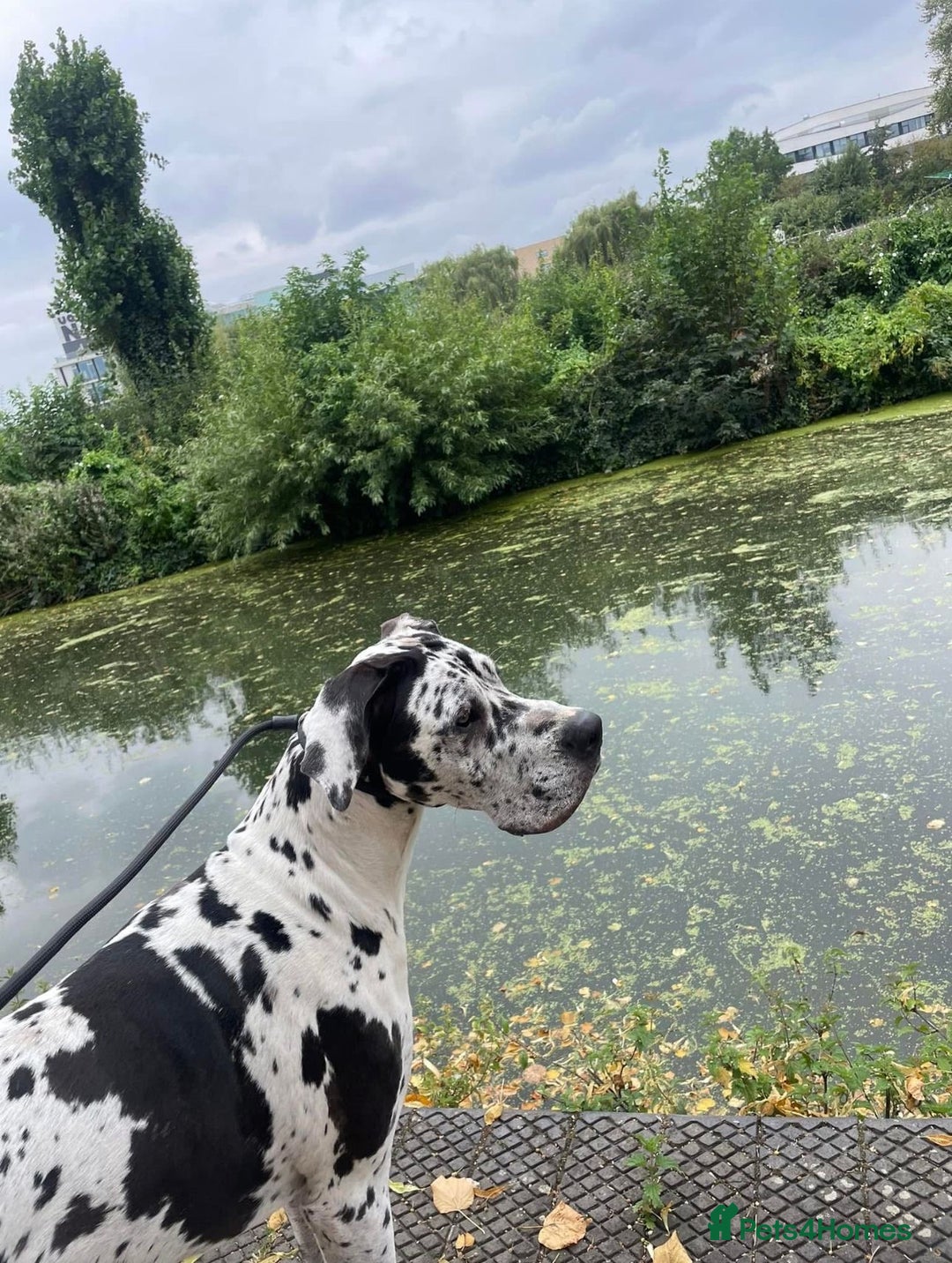 Great Dane dogs for sale: HARLIQUIN & BLACK PUPS KC REGISTERED  - Image 17