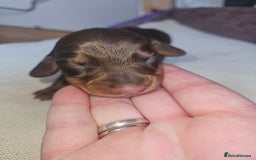 Dachshund dogs for sale: 3/4 Dachsunds  - Image 7