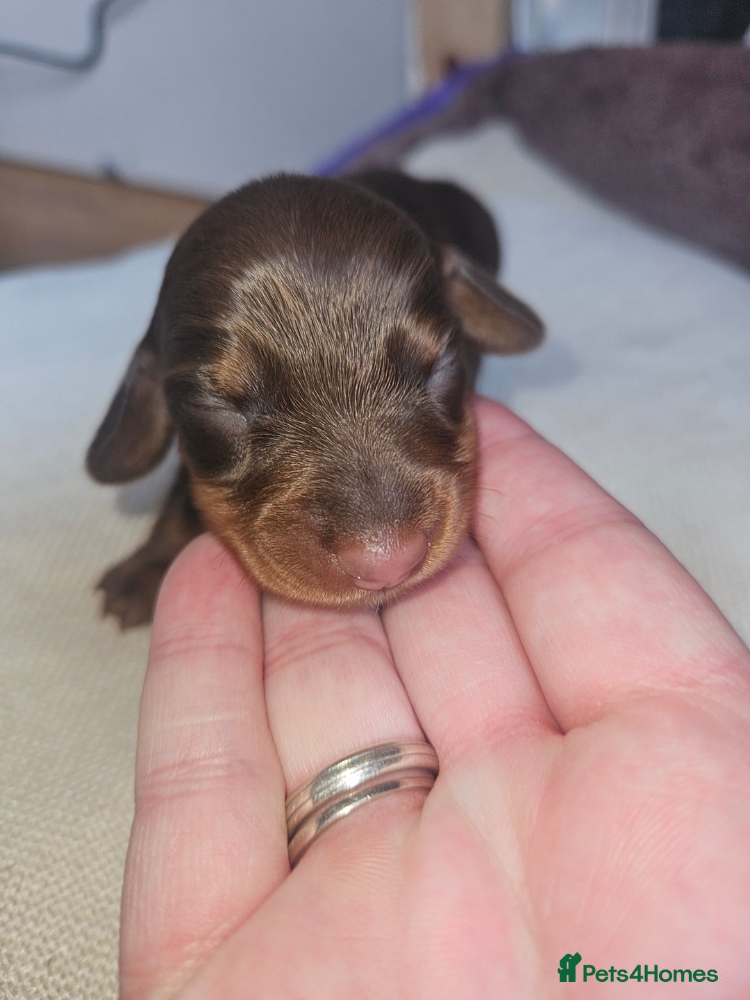 Dachshund dogs for sale: 3/4 Dachsunds  - Image 7