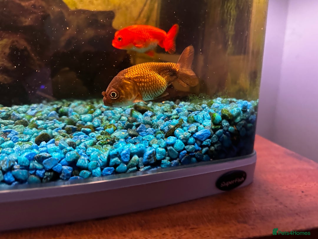 Fancy Goldfish fish for sale: 4 Fancy Goldfish  - Image 7