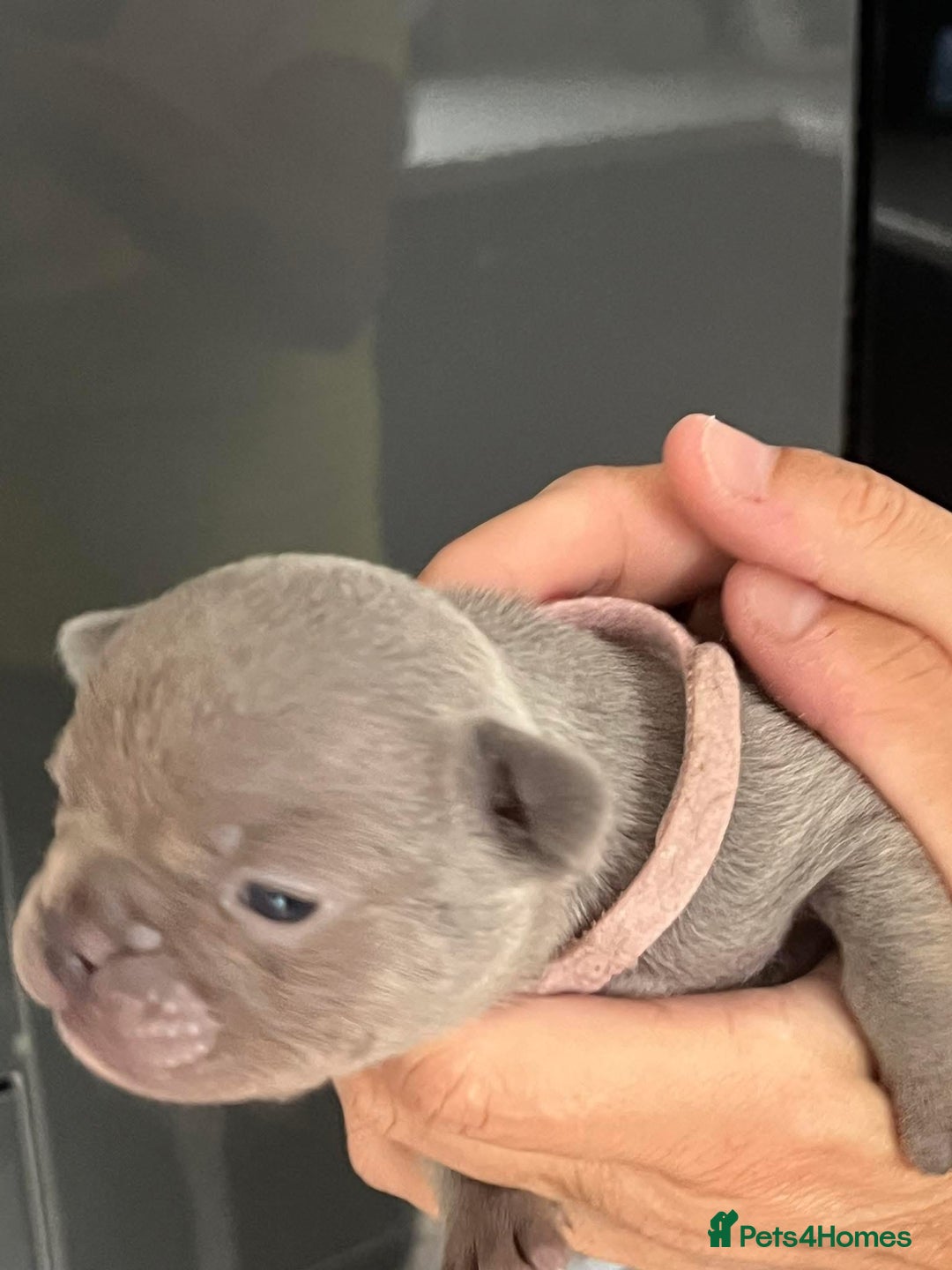 French Bulldog dogs for sale: Ready to leave on the 12th of September - Image 17