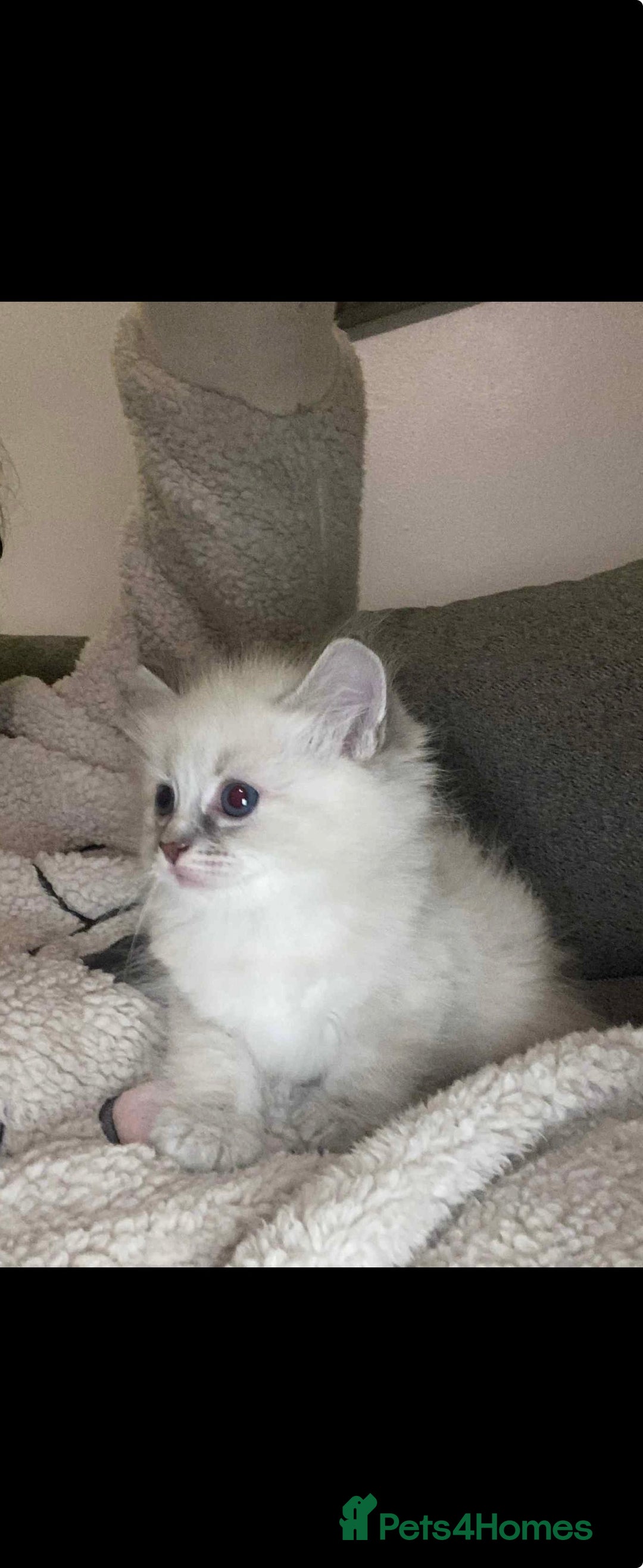 Ragdoll cats for sale: Beautiful ragdoll kittens  - Advert 3