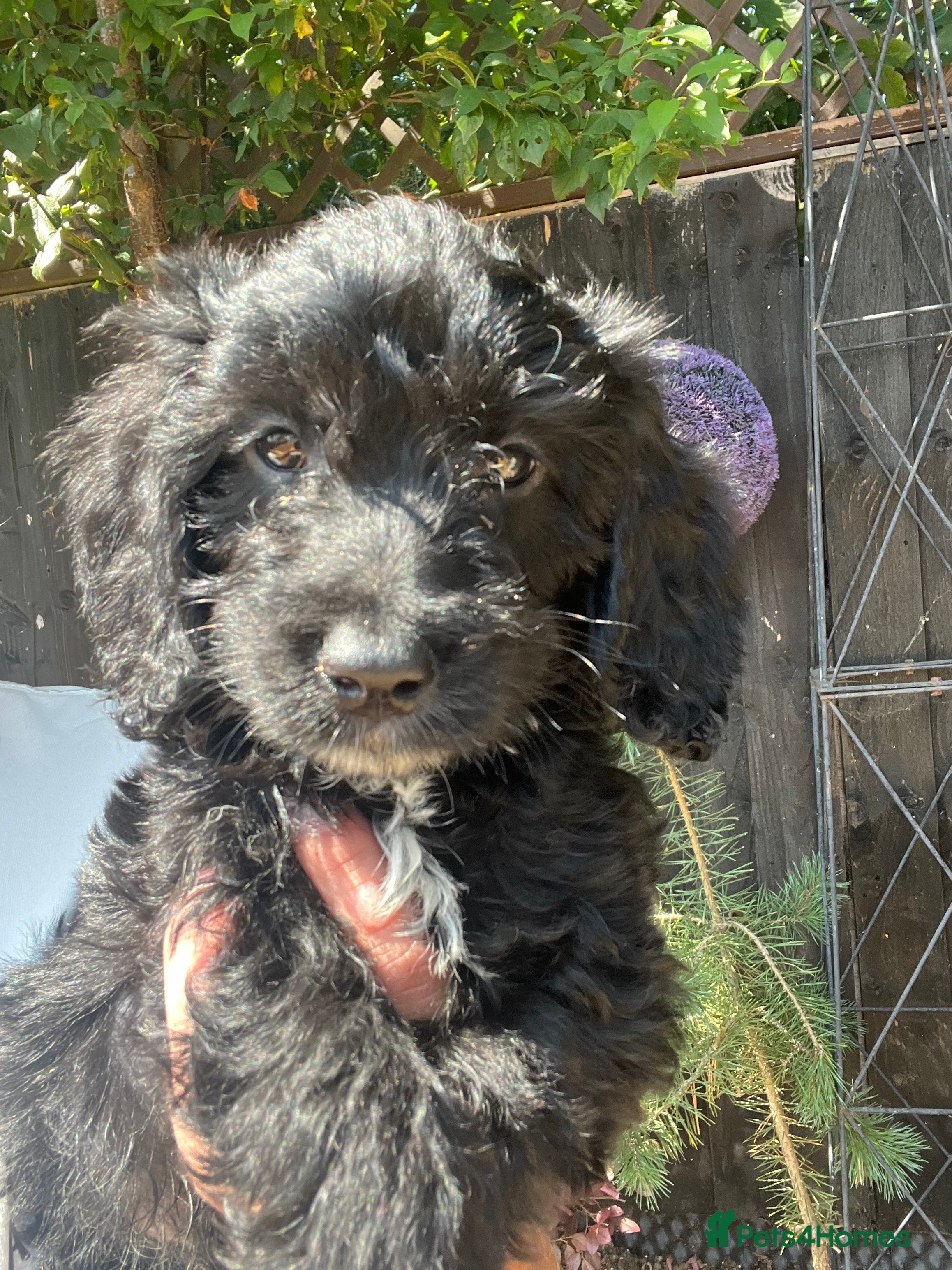 Cockapoo dogs (LAST 4 PUPS) Amazing miniature Cockapoo Puppies  - Advert 2