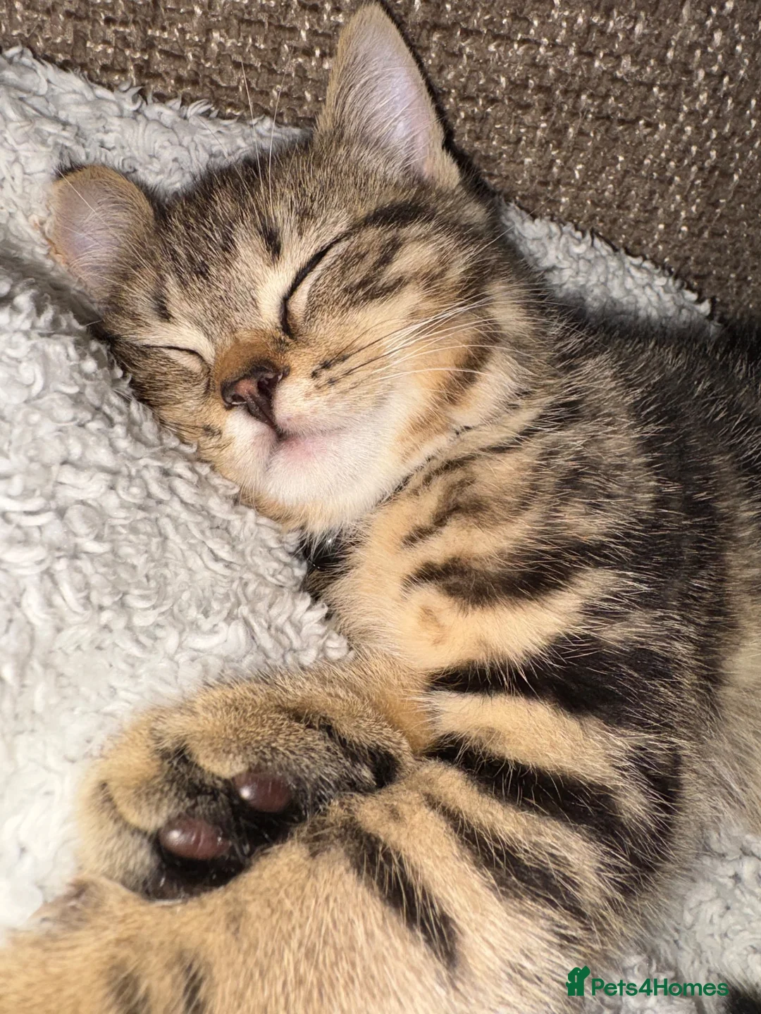 British Shorthair cats for sale: 7 month Old boy Kitten - Advert 2