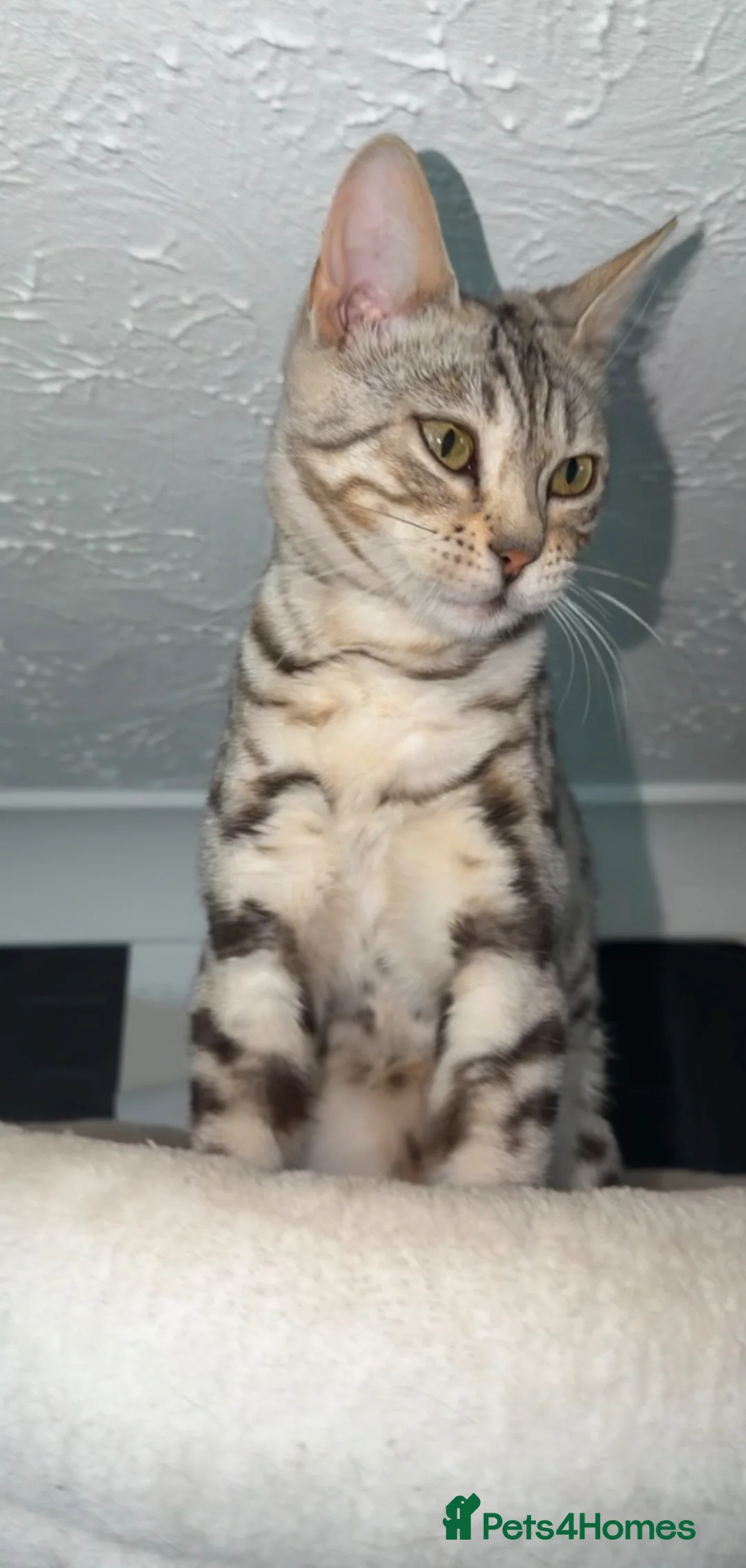 Bengal cats for sale: Mother and baby bengal ready now - Advert 1