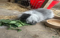 Mini Lion Lop rabbits for sale: 2 Mini Lion Lop Babies - Image 2