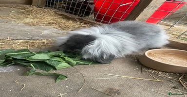 Mini Lion Lop rabbits - Advert 13
