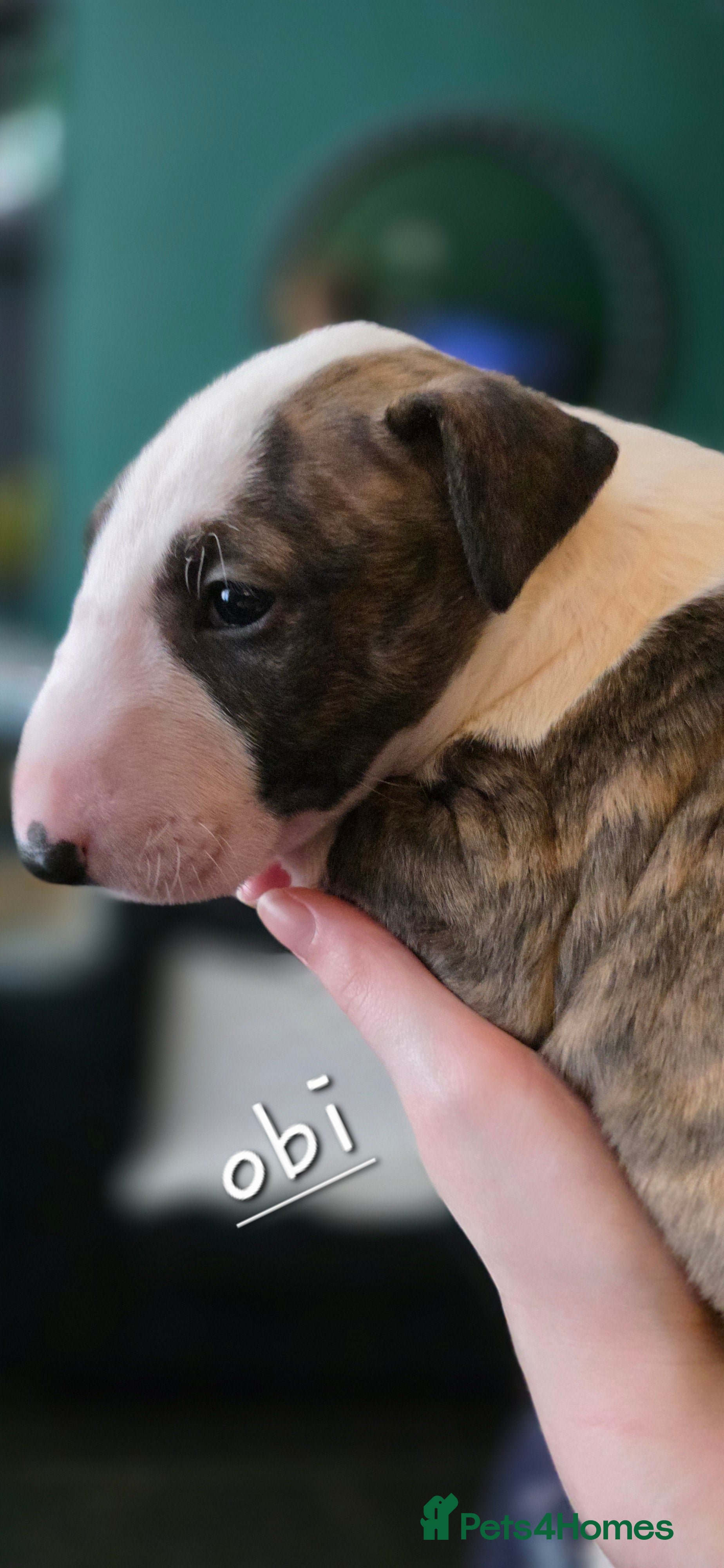 English Bull Terrier dogs for sale: KC English bullterrier puppies available  - Advert 11