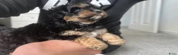 Cavachon dogs for sale: Cavachon boy puppy - Advert 18