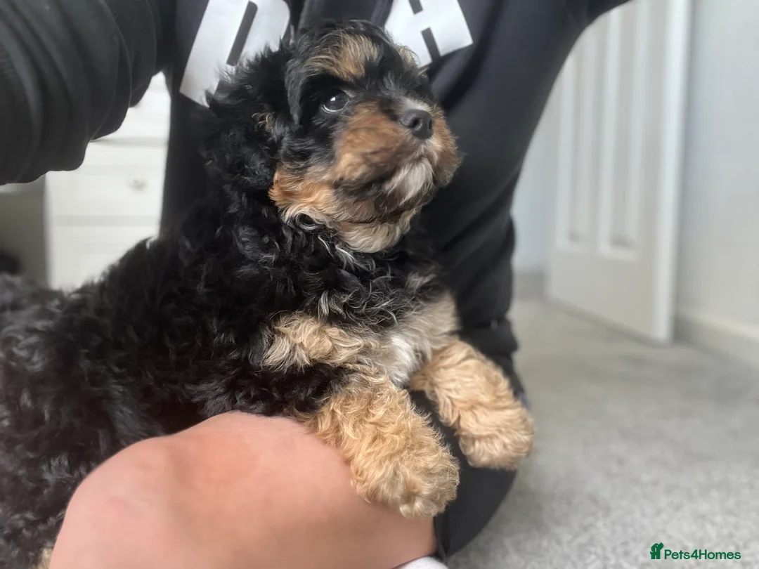 Cavachon dogs for sale: Cavachon boy puppy - Advert 18